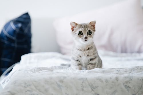 愛猫の眼が開かなくて元気がない?猫の緑内障について知りたい!