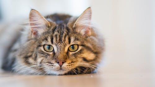 愛猫の眼が開かなくて元気がない?猫の緑内障について知りたい!