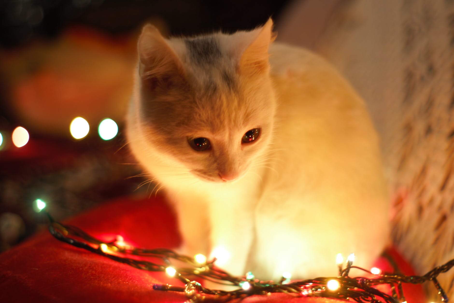 愛猫の眼が開かなくて元気がない?猫の緑内障について知りたい!
