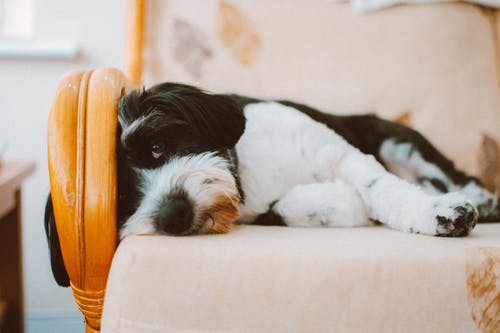 犬が洋服を着るメリット・デメリット