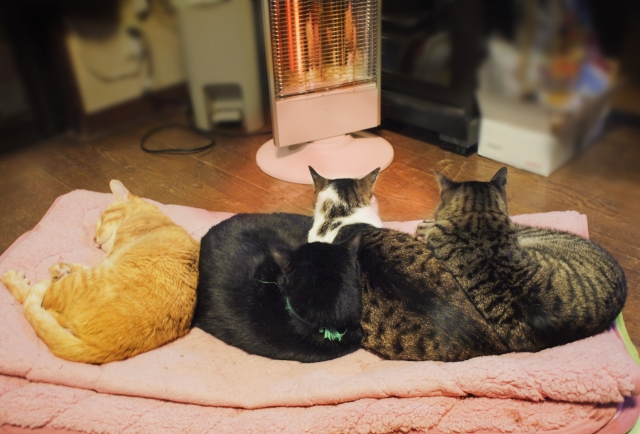 冬に多い猫の低温やけど。原因や症状、予防法を解説!