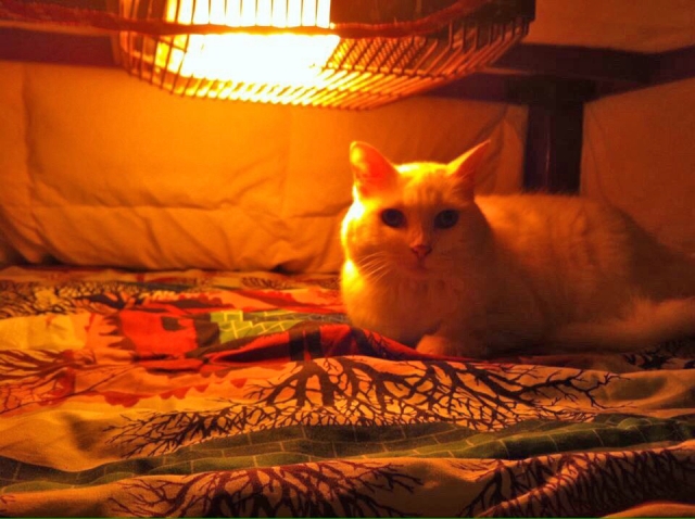 冬に多い猫の低温やけど。原因や症状、予防法を解説!