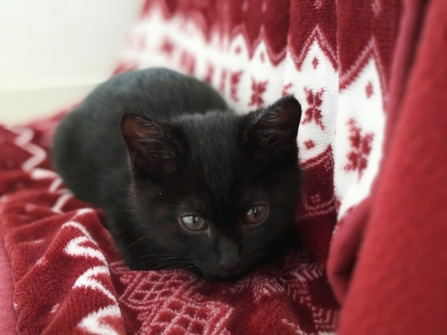 猫に起こる横隔膜ヘルニアとは。先天性と後天性の違いや治療法まで