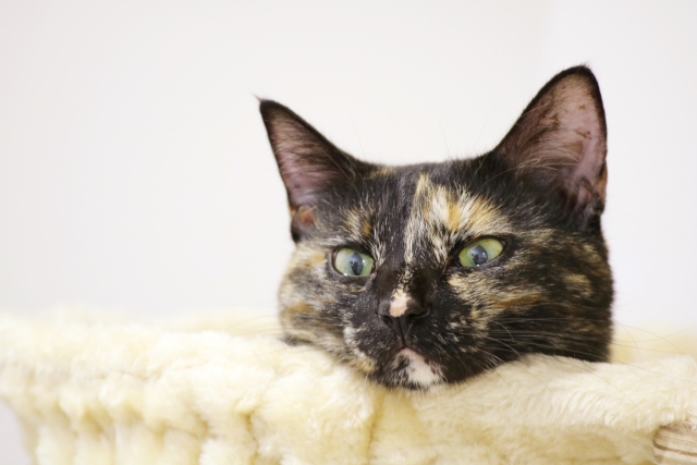 今人気の猫種は?特徴や注意点もご紹介!