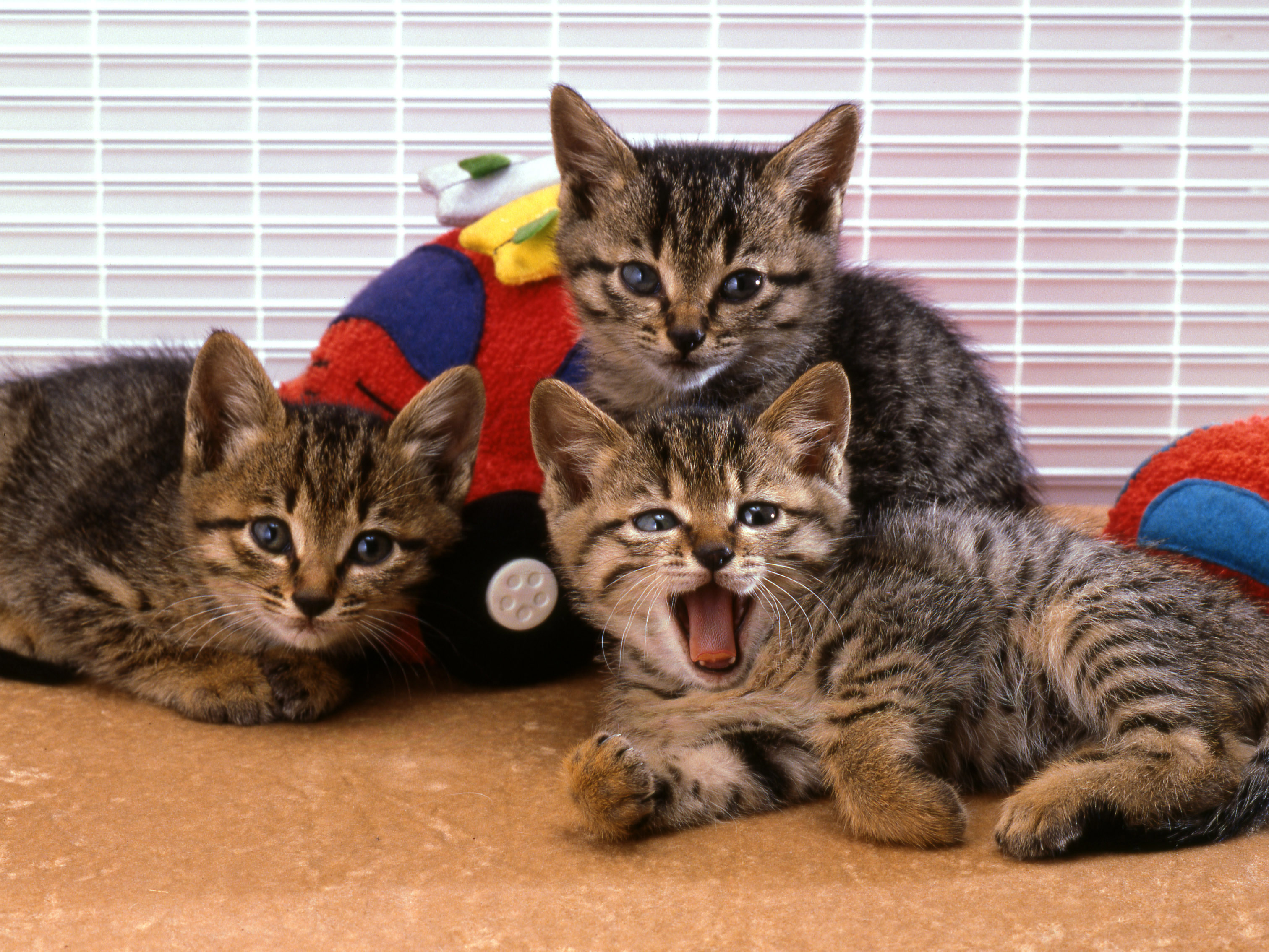 子猫の低血糖や脱水は特に危険!注意すべき症状や応急処置法は?