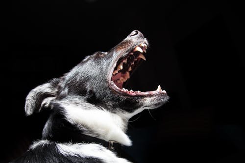 室内犬の注意点
