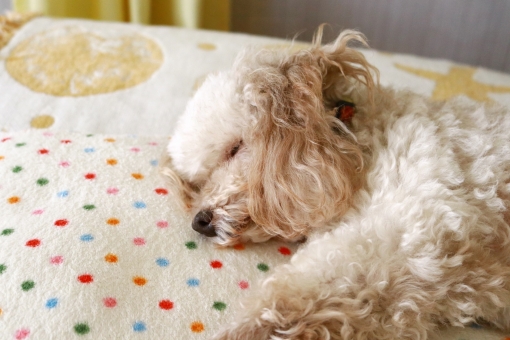 室内犬の注意点