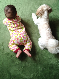 室内犬の注意点