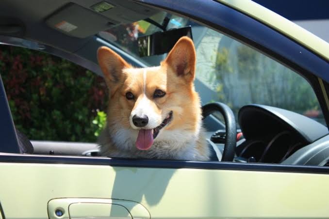 愛犬と一緒におでかけ!意外と必要なものは?