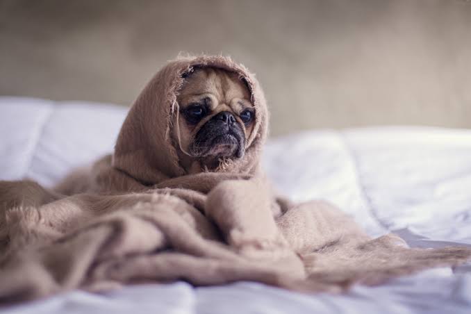 愛犬と一緒におでかけ!意外と必要なものは?