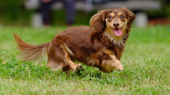 犬の椎間板ヘルニアにおける外科的処置