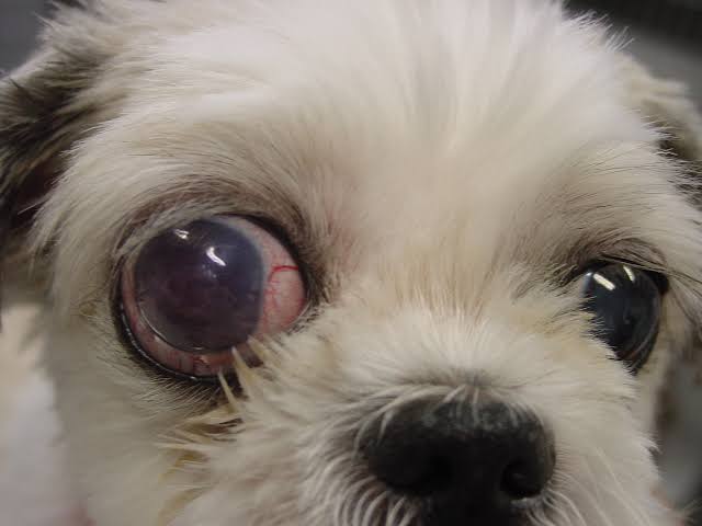 犬と猫の緑内障に対する緊急処置