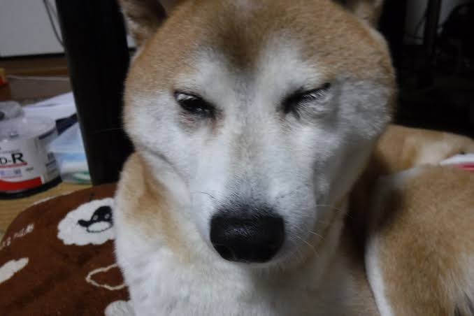 犬と猫の緑内障に対する緊急処置