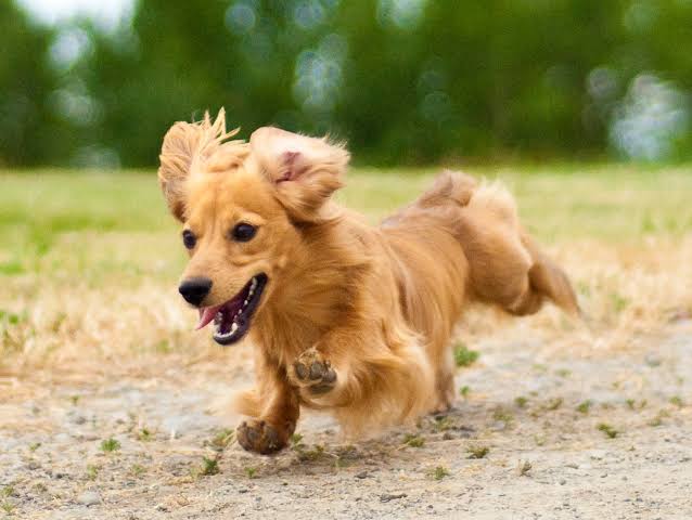 犬に乳酸菌をあげるといい効果とは？？