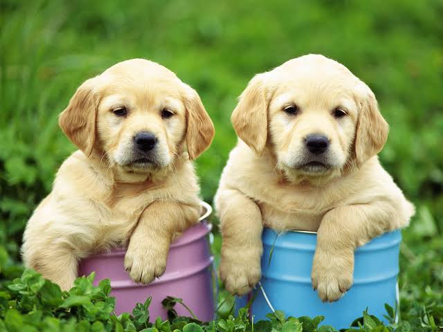 犬に乳酸菌をあげるといい効果とは？？