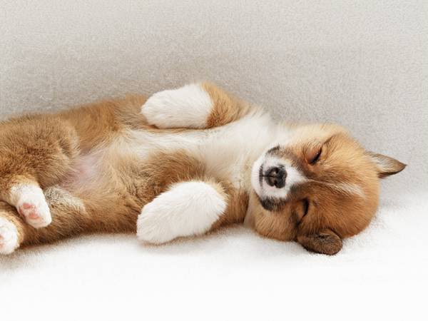 犬に乳酸菌をあげるといい効果とは？？