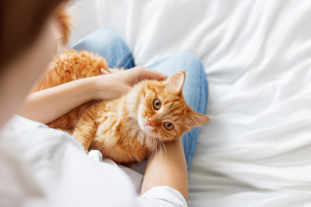 キャットシッターにできてペットシッターに出来ないこと