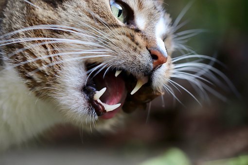 猫の甲状腺機能亢進症について