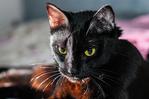 猫の慢性腎不全について