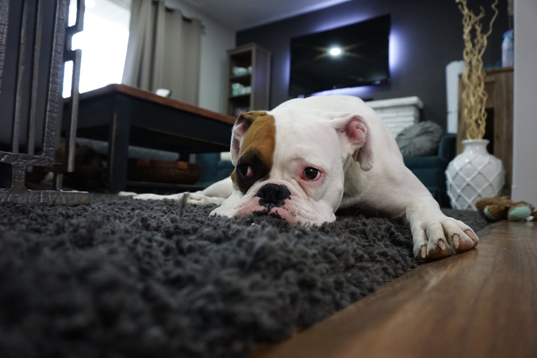 犬だってストレスを感じている!原因・行動・仕草・解消法