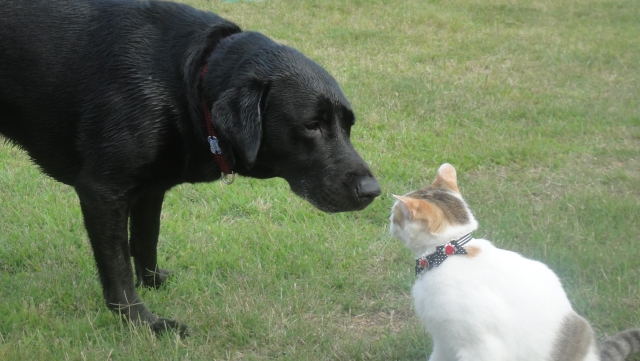意外と知らない 犬と猫の違い
