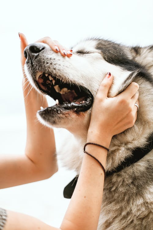 犬に好かれる人・嫌われる人