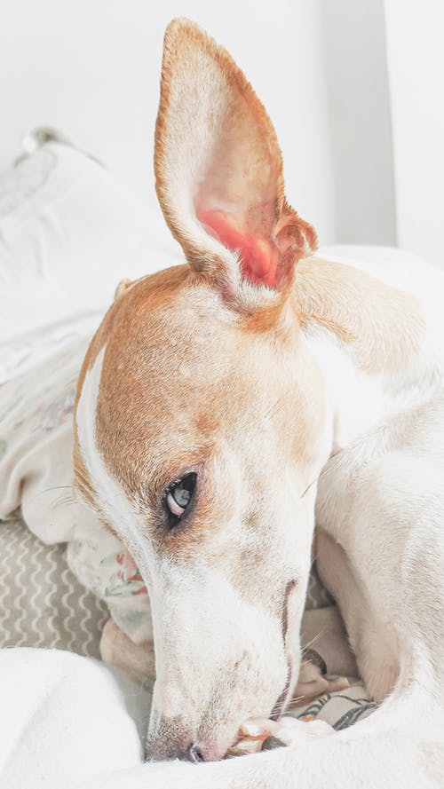 犬に好かれる人・嫌われる人