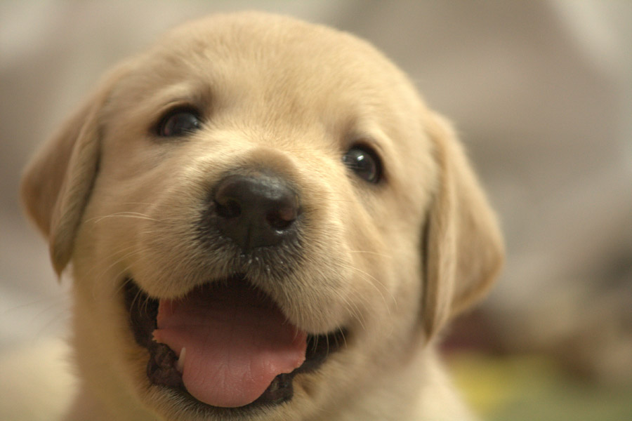 暖かくなってきたら一緒に遊びたい!犬のおもちゃの選び方