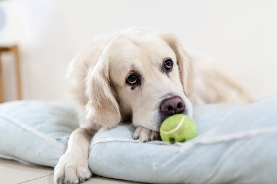 暖かくなってきたら一緒に遊びたい!犬のおもちゃの選び方