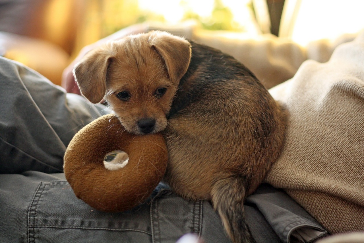 暖かくなってきたら一緒に遊びたい!犬のおもちゃの選び方