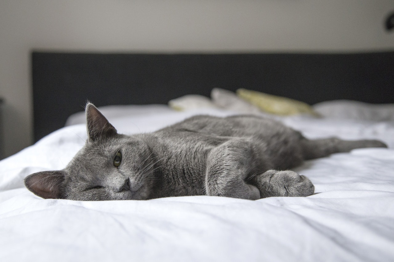 猫のコロナウイルス感染症って?猫伝染性腹膜炎について知りたい!