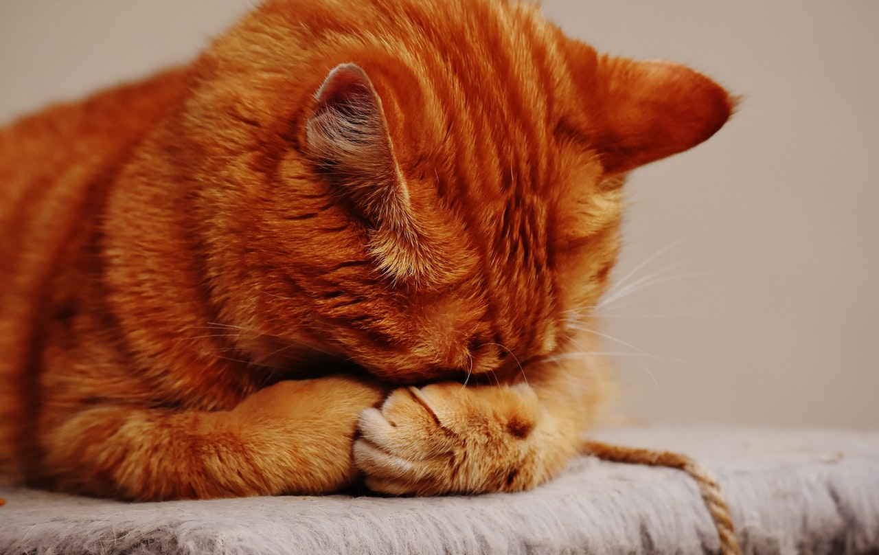 愛猫の健康はあなたが守る!獣医がやってる簡単毎日の健康チェック