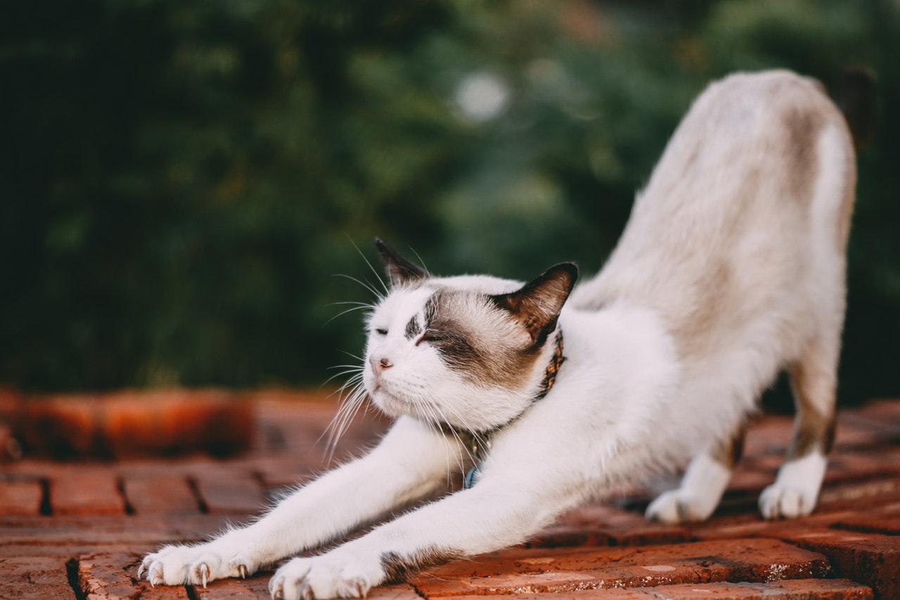 愛猫の健康はあなたが守る!獣医がやってる簡単毎日の健康チェック