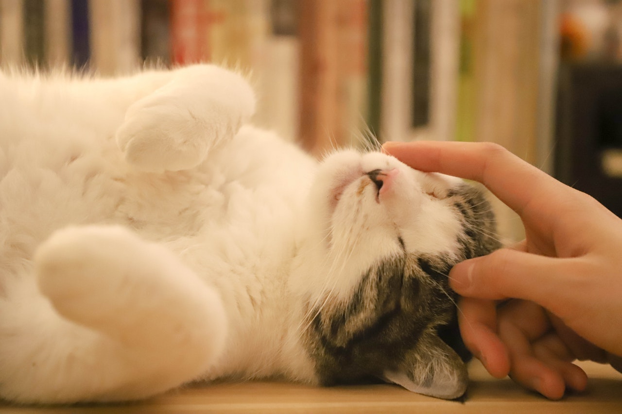 愛猫の健康はあなたが守る!獣医がやってる簡単毎日の健康チェック