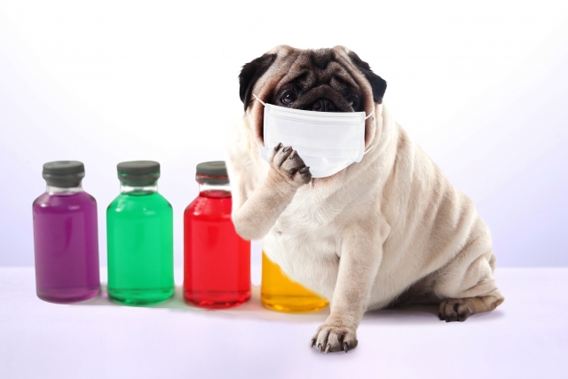 新型コロナウイルスは犬や猫にも感染するのか?注意すべき点は?