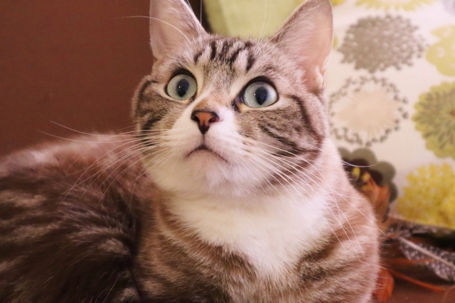 猫がご飯を食べない場合はどうする?餌食の方法についても