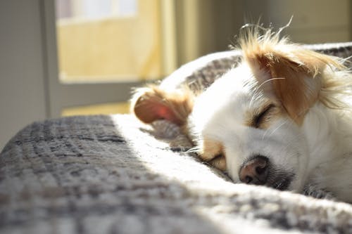 犬の寿命を縮めてしまうNG行為