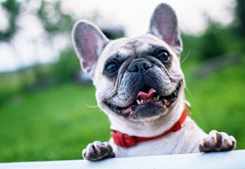 犬が食べてはいけない物と理由