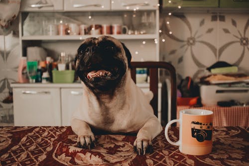 犬が食べてはいけない物と理由