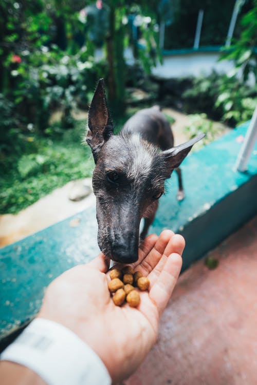 犬が食べてはいけない物と理由
