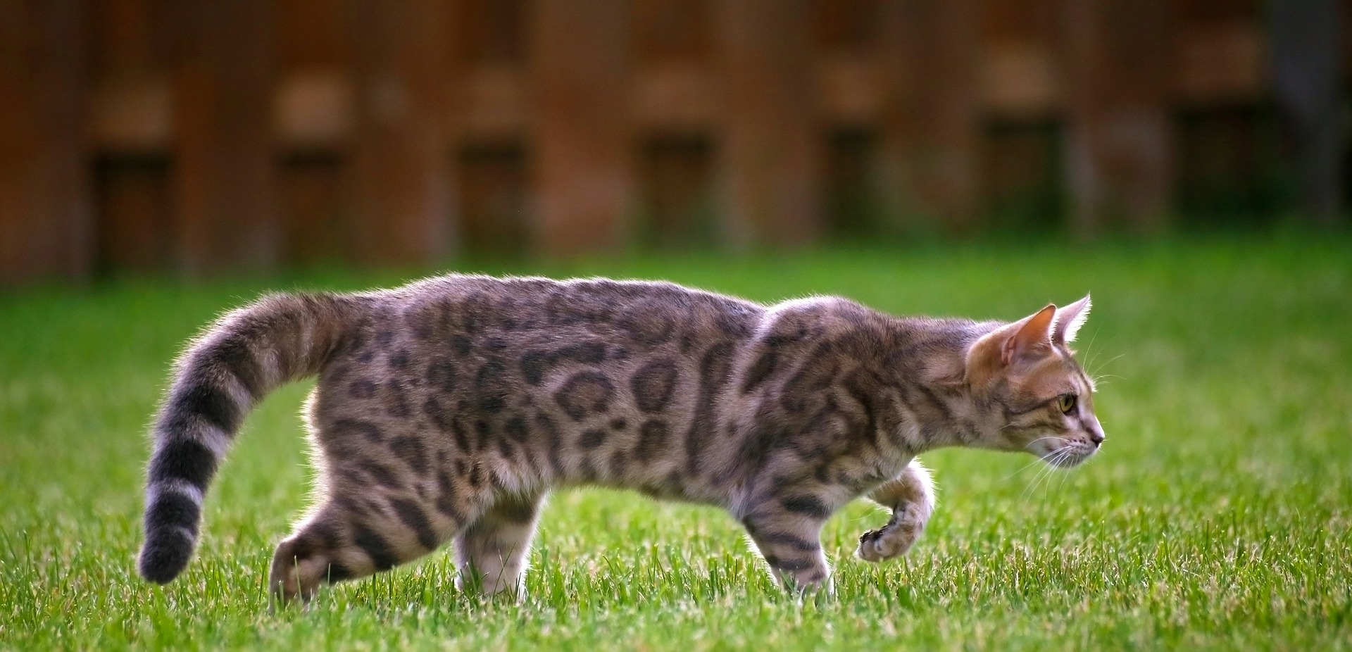 まるでヒョウ?ベンガルの特徴や性格を紹介