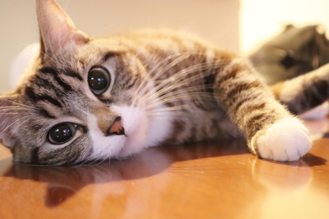 猫に寄生する内部寄生虫って?種類と症状・予防法を知っておこう!