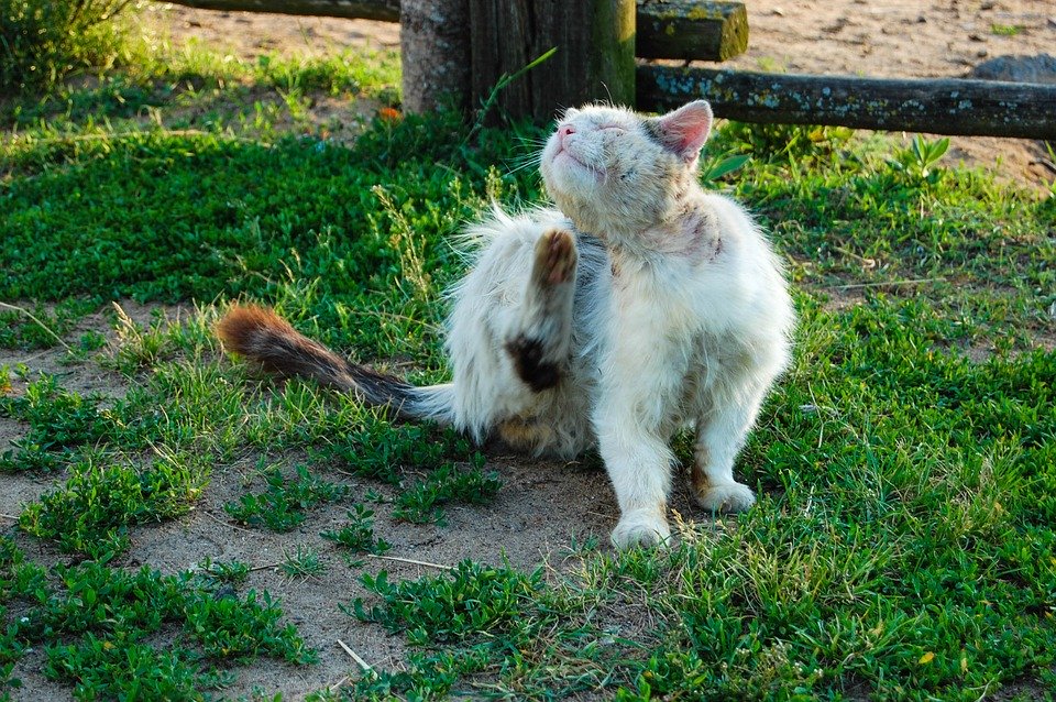 猫に寄生する内部寄生虫って?種類と症状・予防法を知っておこう!