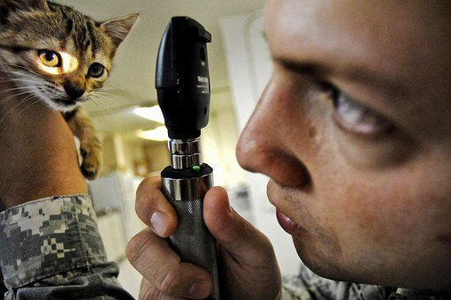 猫好きを仕事に活かそう!仕事の種類と内容、必要な資格など