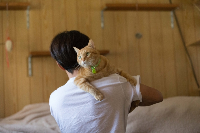 猫好きを仕事に活かそう!仕事の種類と内容、必要な資格など