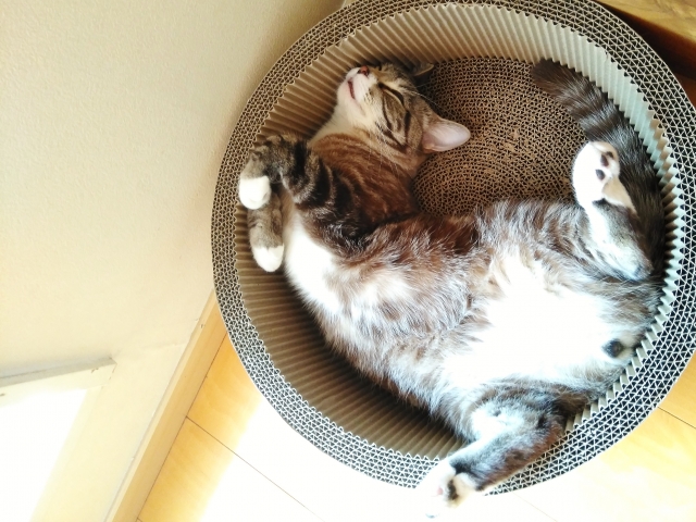 猫の肝リピドーシスについて