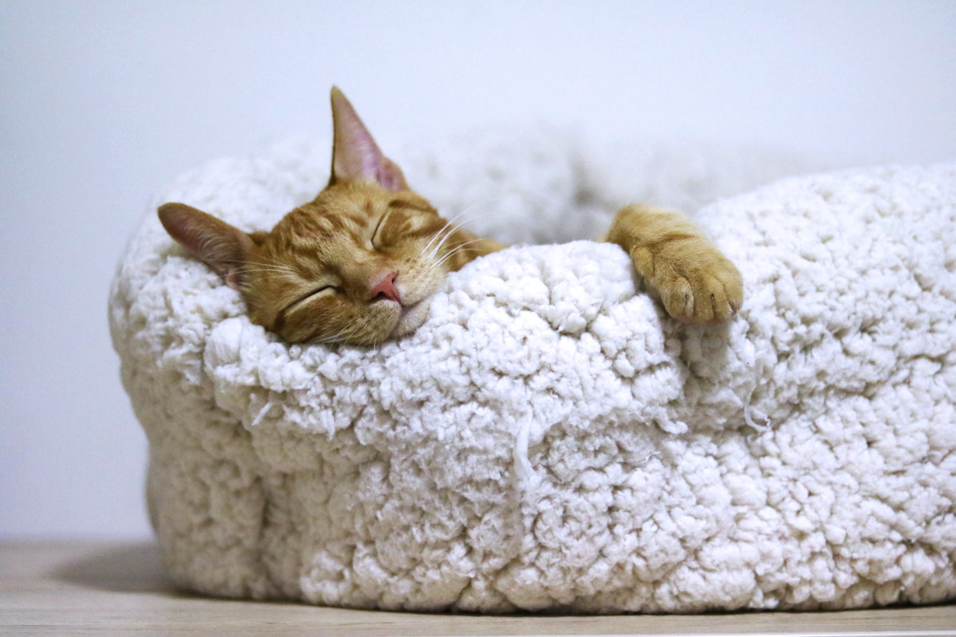 愛猫の発作を起こしている!飼い主さんにとってほしい行動は3つ