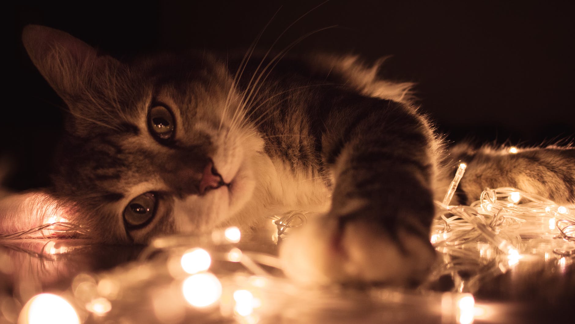 愛猫の発作を起こしている!飼い主さんにとってほしい行動は3つ