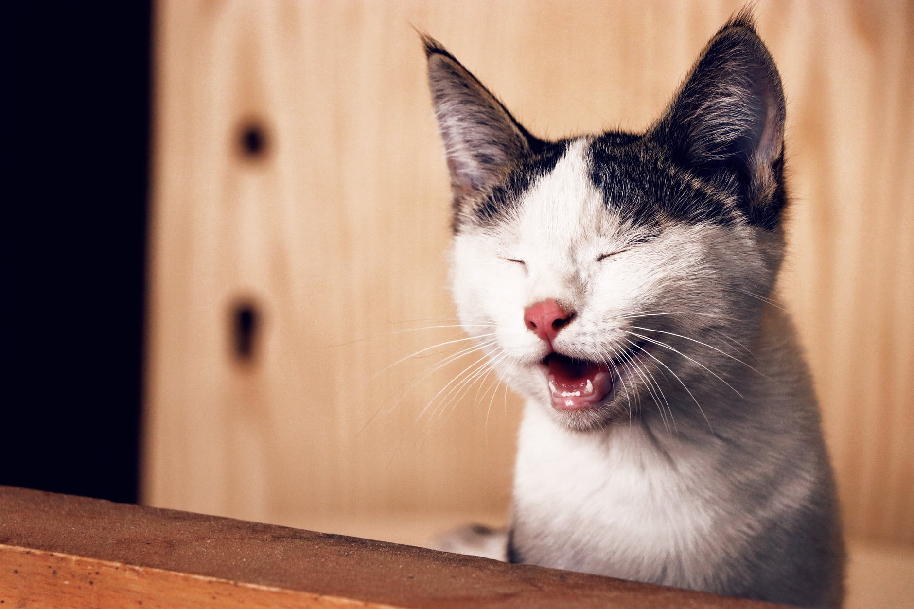 愛猫の呼吸が苦しそう・・・猫喘息について知りましょう