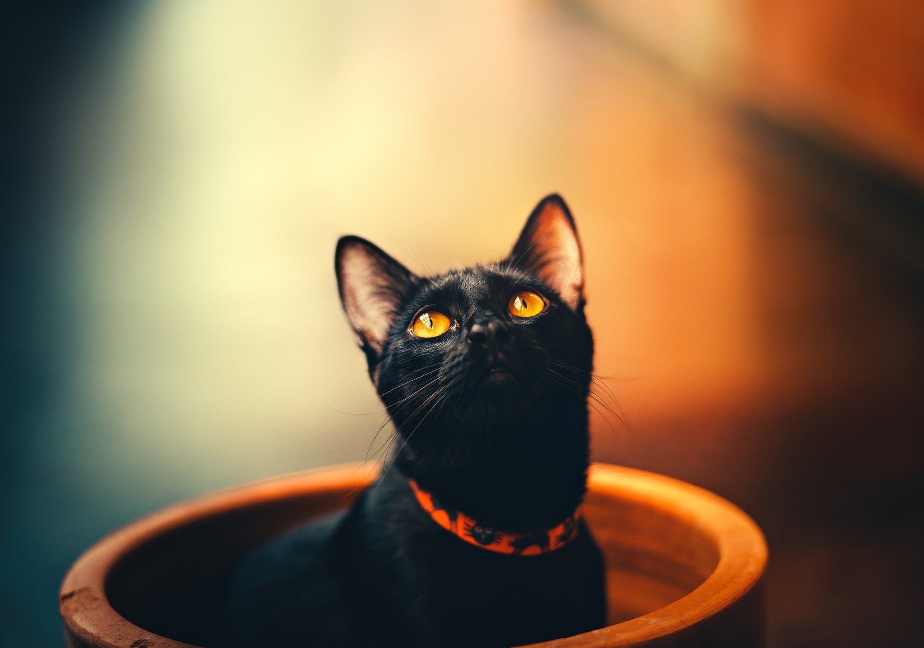 愛猫の呼吸が苦しそう・・・猫喘息について知りましょう